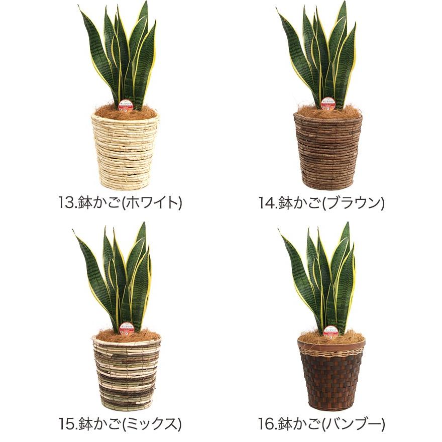 観葉植物 サンスベリア 6号鉢 開店祝い 人気 観葉植物の生産直売 幸せの花急便 通販 Yahoo ショッピング
