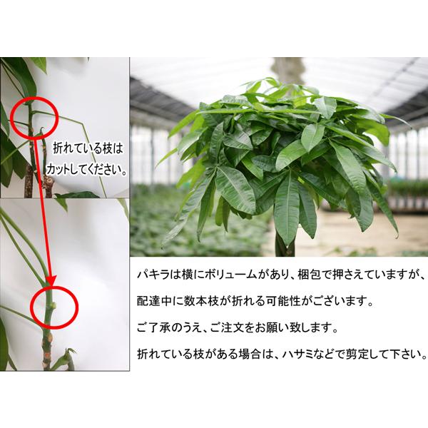 パキラ。観葉植物。鉢ごと無料で発送致します。 観葉植物 パキラ8号プラスチック鉢(鉢カバー付) 開店祝い 新築祝い