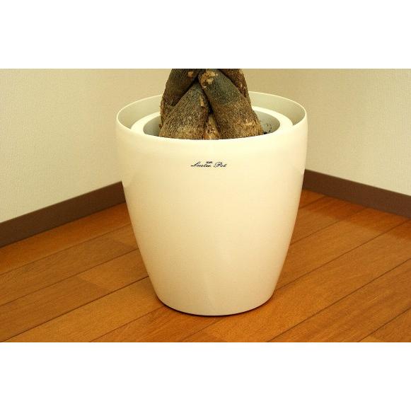 【期間限定お値上げ中！9000→8580】円】パキラ　ねじり　8寸プラ鉢 観葉植物 パキラ 8号 ねじり エコストーントールタイプ Light