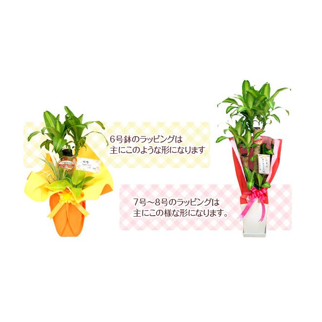観葉植物 パキラ8号プラスチック鉢 開店祝い 新築祝い｜hanakyubin｜07