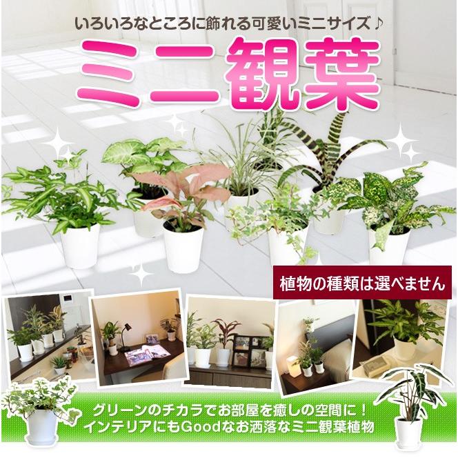 観葉植物 パキラ8号プラスチック鉢 開店祝い 新築祝い｜hanakyubin｜12