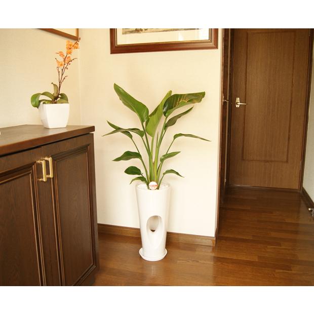 【引取限定】ストレリチア オーガスタ 陶器鉢 キャスター付き 数量限定販売】 観葉植物 大型 ストレリチア オーガスタ 高さ約