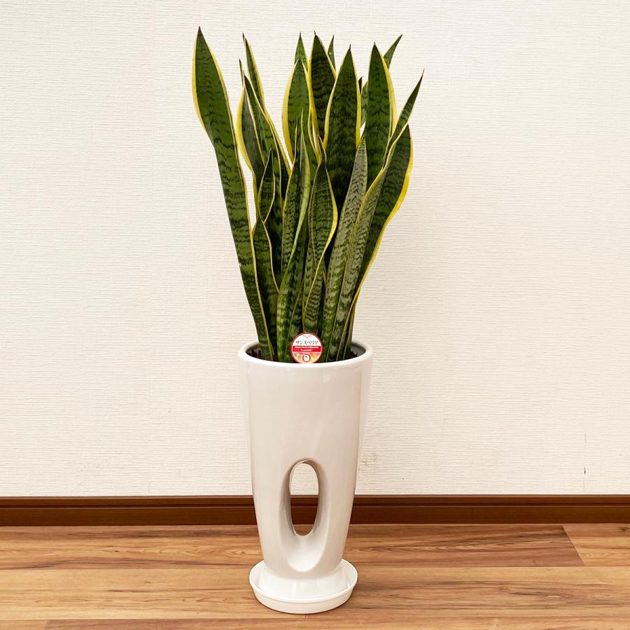 サンセベリア ダブルヘッド　（レア）中型 観葉植物 陶器鉢 観葉植物 サンスベリア 7号穴高陶器鉢(白赤黒) 開店祝い インテリア