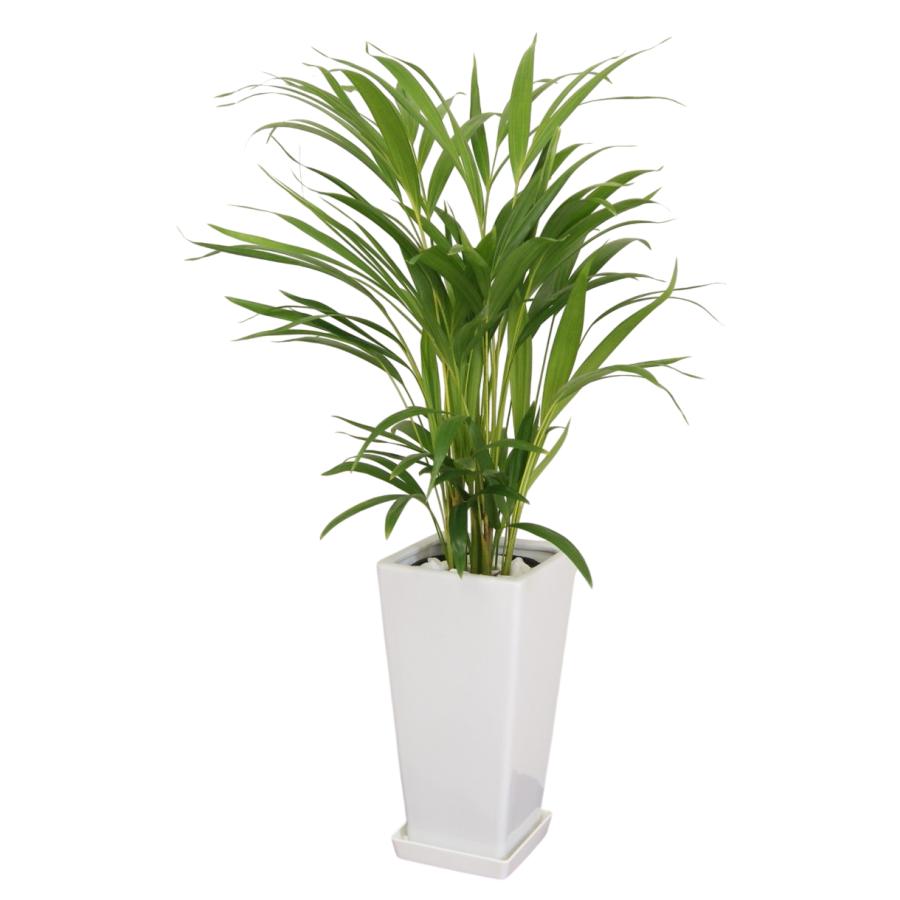観葉植物 アレカヤシ 6号鉢 人気のインテリア : 観葉植物の生産直売