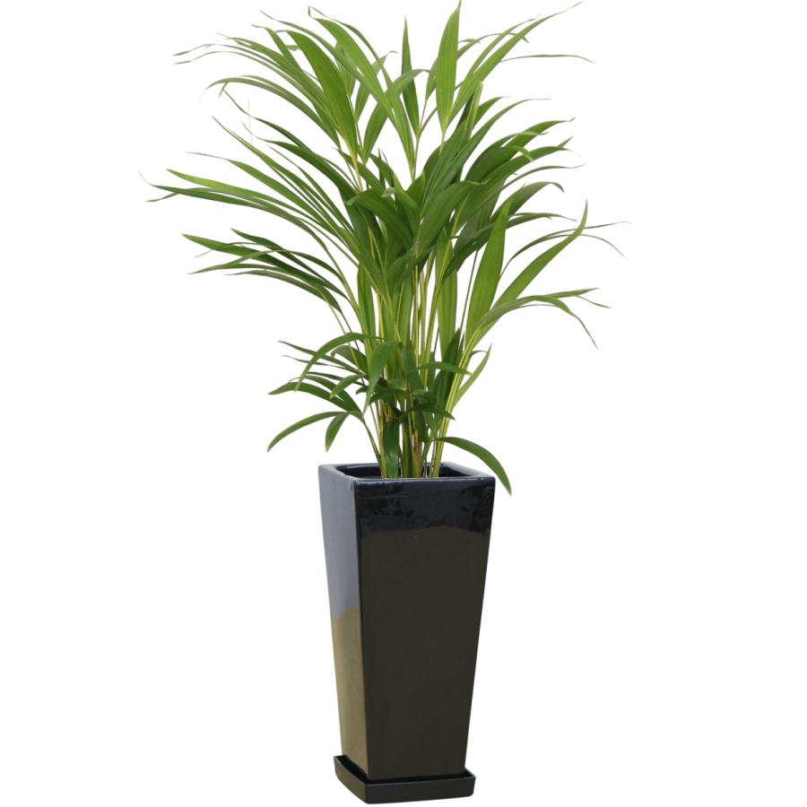 観葉植物 アレカヤシ 6号鉢 人気のインテリア : 観葉植物の生産直売