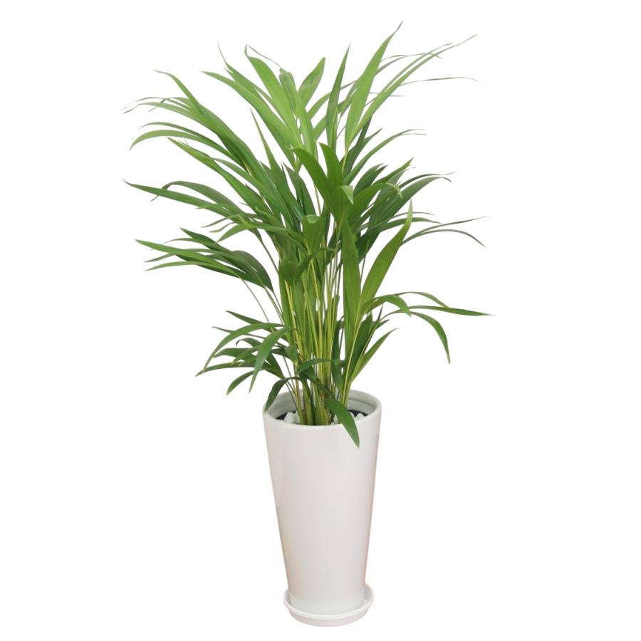 観葉植物 アレカヤシ 6号鉢 人気のインテリア : 観葉植物の生産直売
