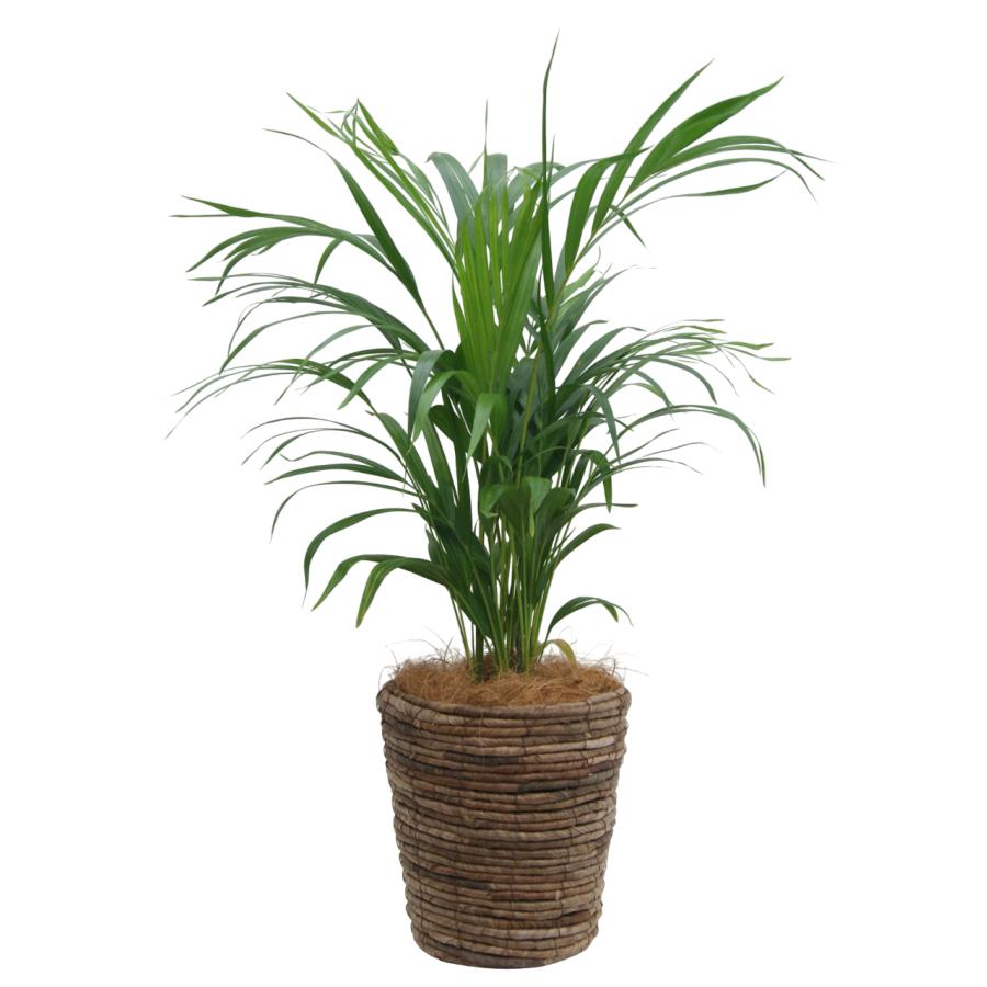 観葉植物 アレカヤシ 6号鉢 人気のインテリア : 観葉植物の生産直売