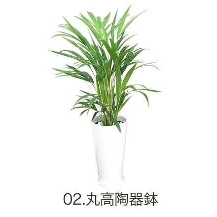 観葉植物 アレカヤシ 6号鉢 人気のインテリア : 観葉植物の生産