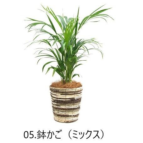 スマービーです♪6鉢価格！アレカヤシ　苗　苗木　観葉植物　6号鉢 観葉植物 アレカヤシ【観葉植物 6号プラスチック鉢／1個売り