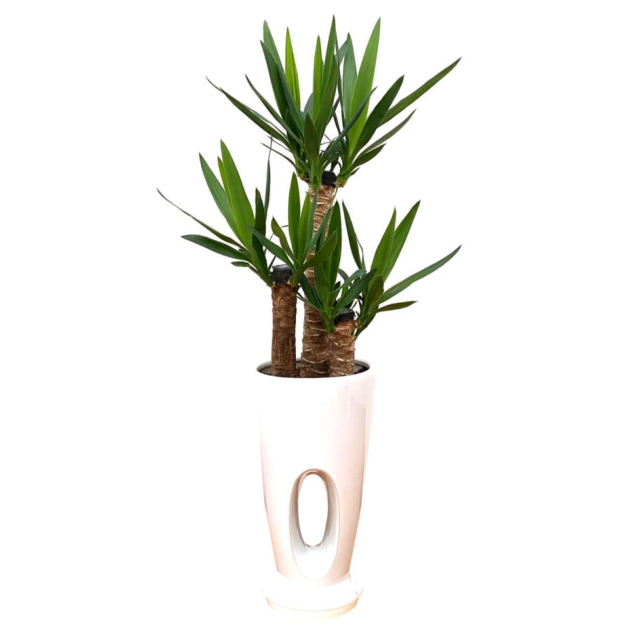 観葉植物 ユッカ(青年の木)7号穴高陶器鉢(白赤黒) 開店祝い インテリア
