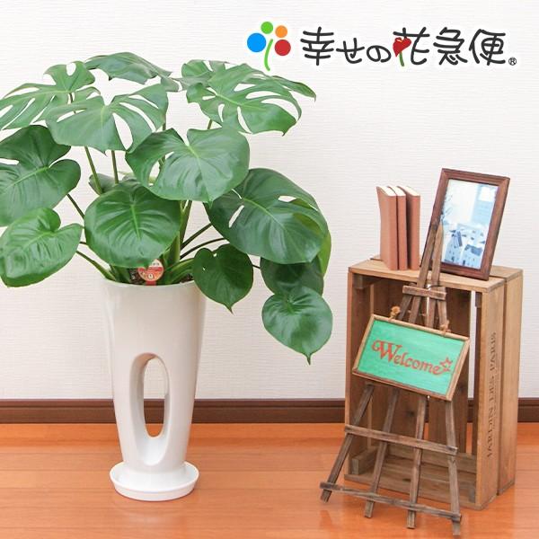 観葉植物 モンステラ7号穴高陶器鉢 開店祝い 人気｜hanakyubin