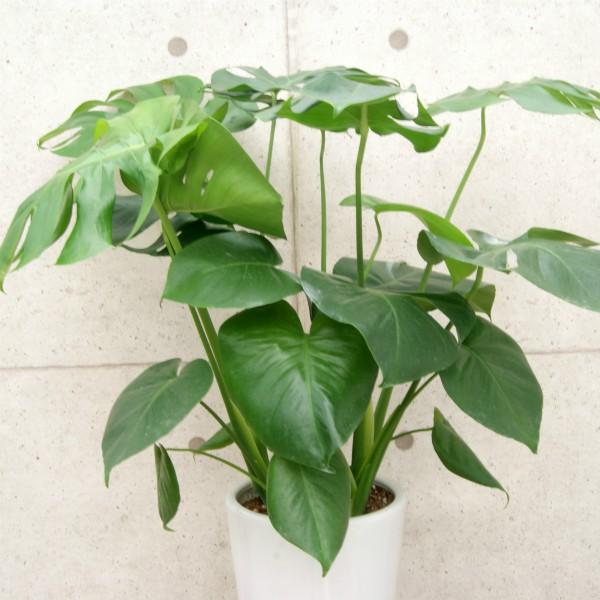 観葉植物 モンステラ7号穴高陶器鉢 開店祝い 人気 : 観葉植物の生産