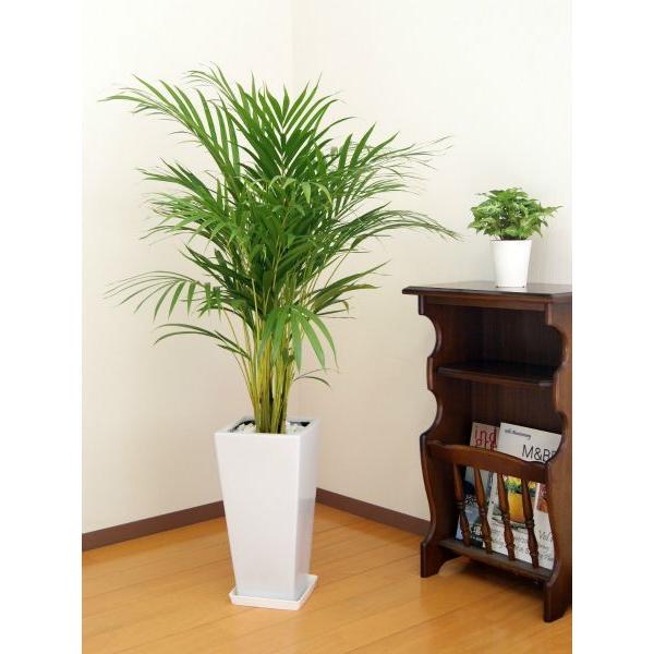 観葉植物 アレカヤシ 7号高陶器-角鉢(白黒) 新築祝い 人気 : 観葉植物