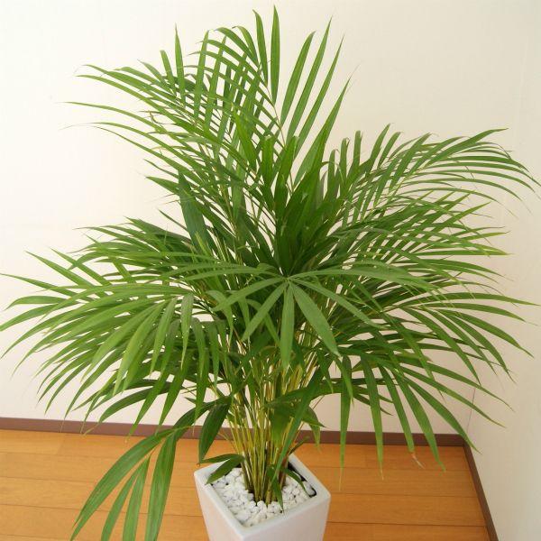 観葉植物 アレカヤシ 7号高陶器-角鉢(白黒) 新築祝い 人気 : 観葉植物