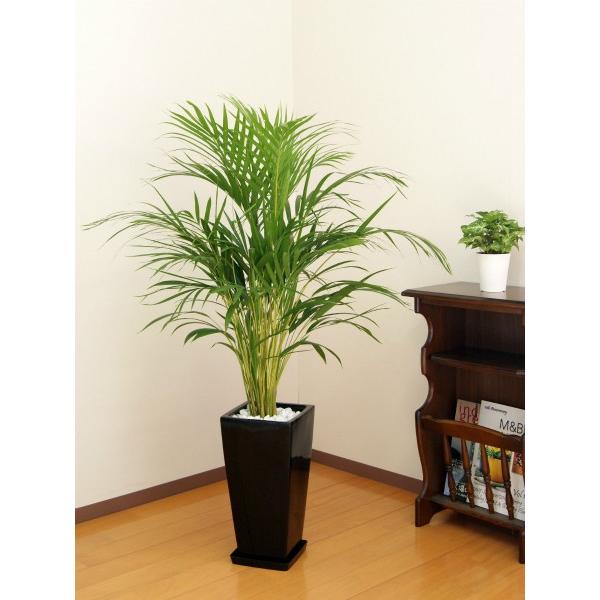 観葉植物 アレカヤシ 7号高陶器-角鉢(白黒) 新築祝い 人気 : 観葉植物
