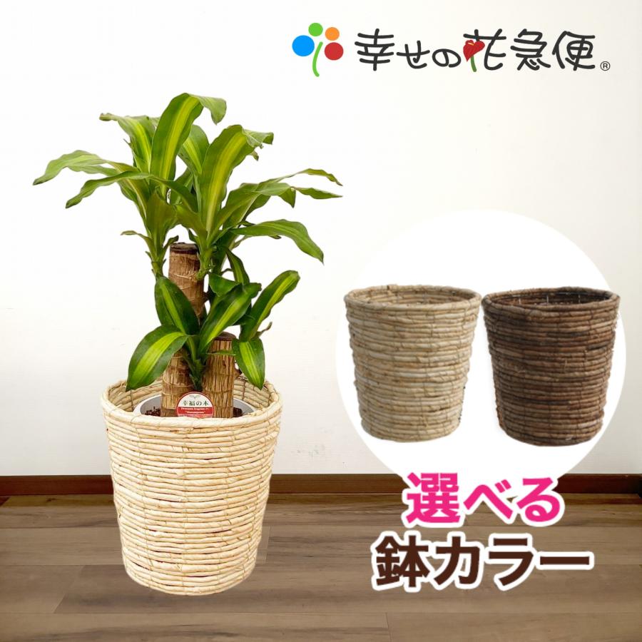 観葉植物 幸福の木6号プラ選べる鉢カゴ 高さ約65cm 4月上旬より順次