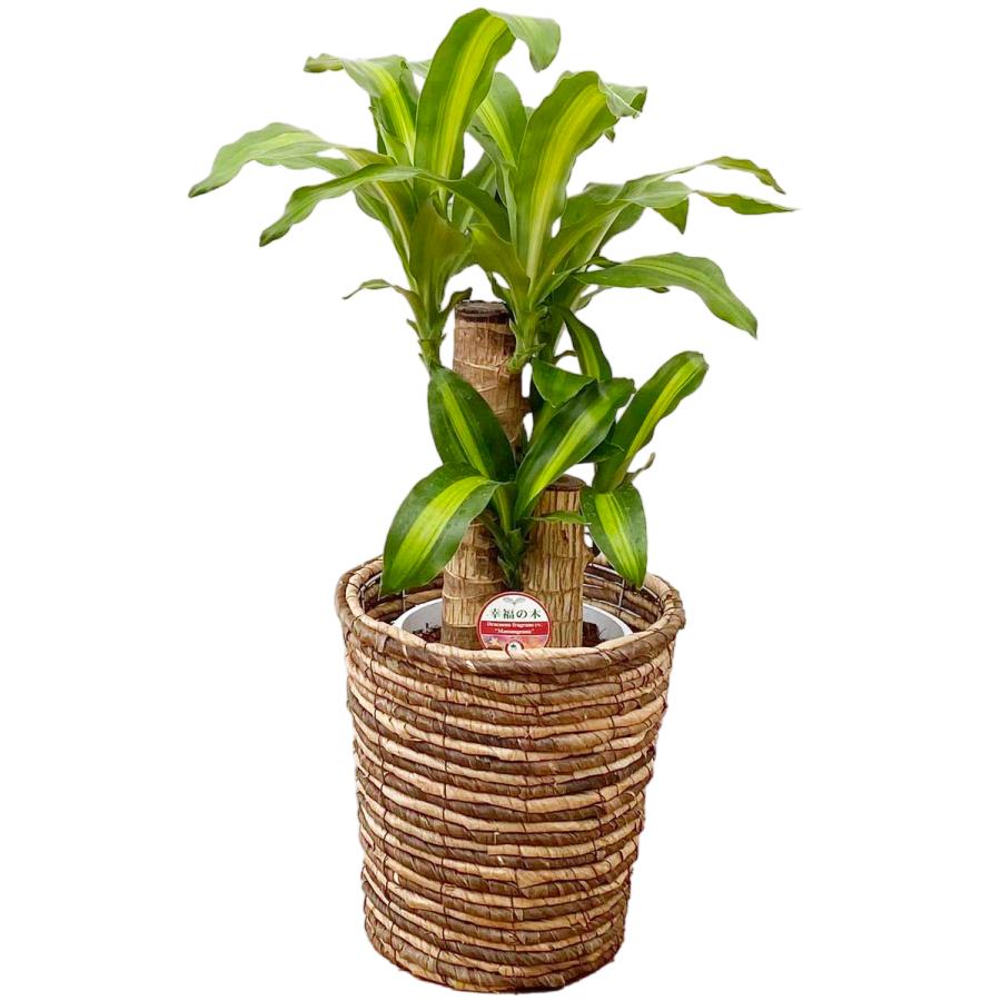 観葉植物 幸福の木6号プラ選べる鉢カゴ 高さ約65cm 4月上旬より順次