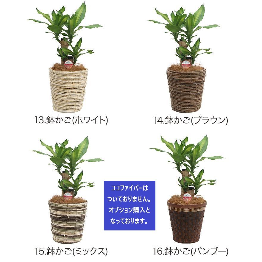 観葉植物 幸福の木6号鉢 高さ約60-75cm｜hanakyubin｜18