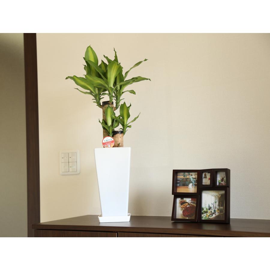 観葉植物 幸福の木6号選べる陶器鉢形 高さ約70cm : 観葉植物の生産直売