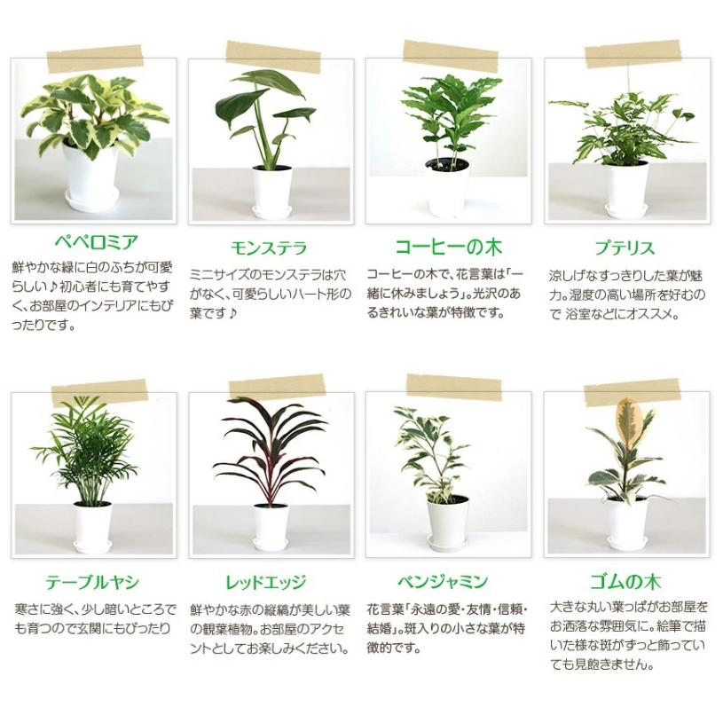 選べる観葉植物4点aセット 人気 開店祝い 観葉植物の生産直売 幸せの花急便 通販 Yahoo ショッピング