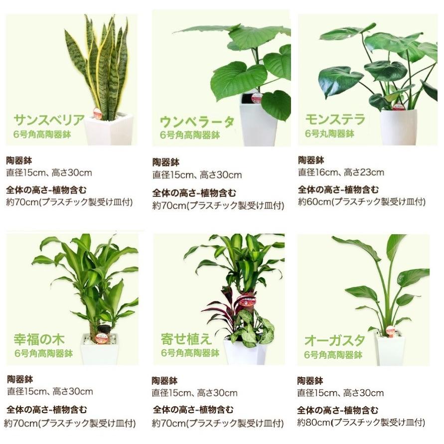 観葉植物セット　13点　一気にたくさん手に入る大チャンス！ 楽天市場】【送料無料・ギフト対応】 お好みの観葉が選べる3鉢セット