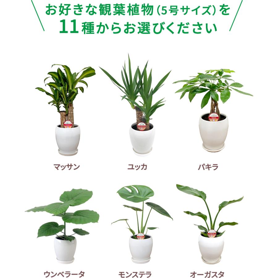 選べる観葉植物2点Bセット 新築祝い インテリア 人気 : 観葉植物の生産 