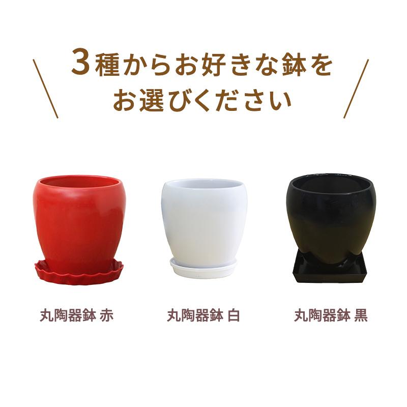 選べる観葉植物2点Bセット 新築祝い インテリア 人気 : 観葉植物の生産