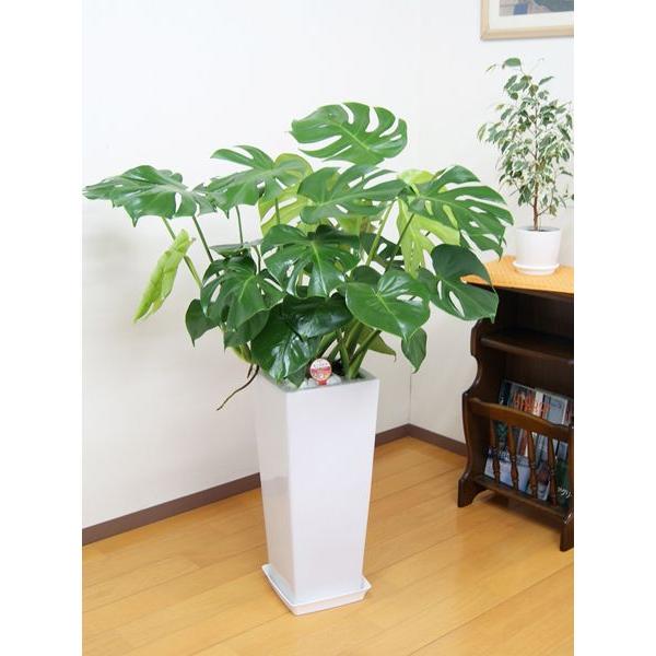 観葉植物 モンステラ8号角高陶器(白) 人気 新築祝い インテリア