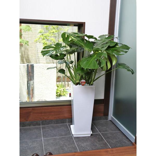 観葉植物 モンステラ8号角高陶器(白) 人気 新築祝い インテリア