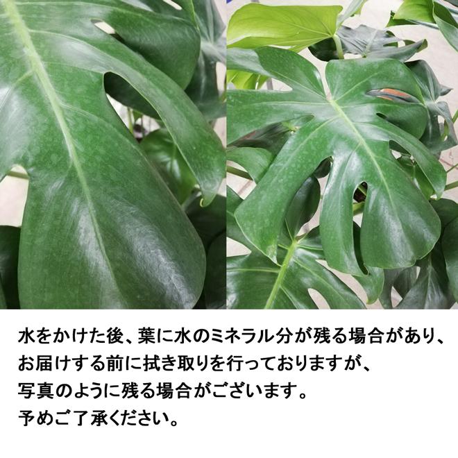 観葉植物 モンステラ8号角高陶器(白)　人気 新築祝い インテリア｜hanakyubin｜06