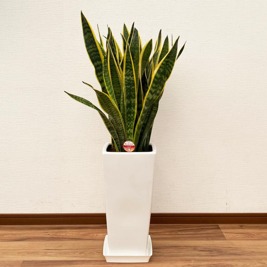 観葉植物 サンスベリア 8号高陶器鉢 : 観葉植物の生産直売 幸せ
