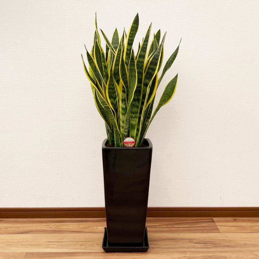 観葉植物 サンスベリア 8号高陶器鉢 : 観葉植物の生産直売 幸せ