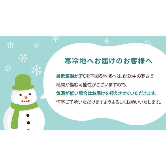 観葉植物 サンスベリア 8号高陶器鉢_3
