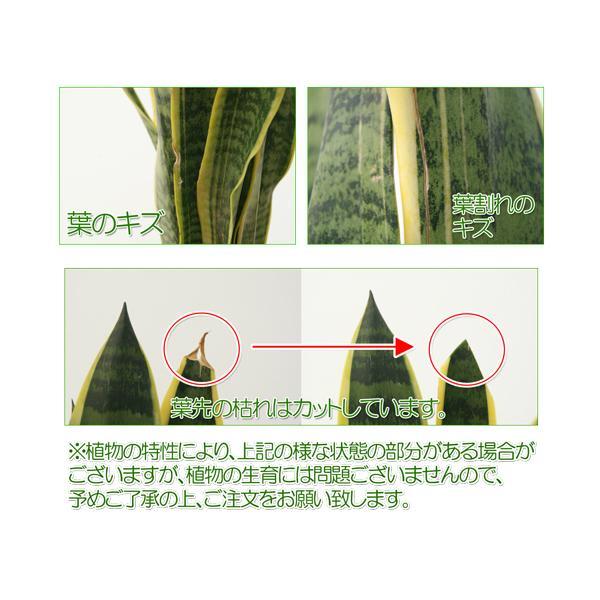 観葉植物 サンスベリア 8号高陶器鉢 : 観葉植物の生産直売 幸せの花
