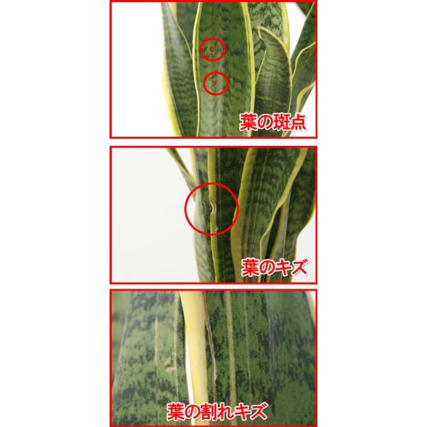 観葉植物 サンスベリア 8号高陶器鉢_7