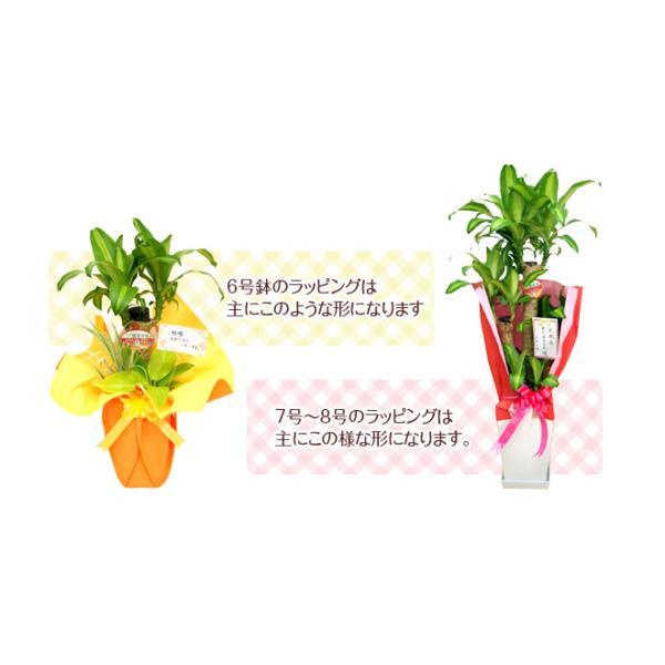 観葉植物 サンスベリア 8号高陶器鉢 : 観葉植物の生産直売 幸せの花