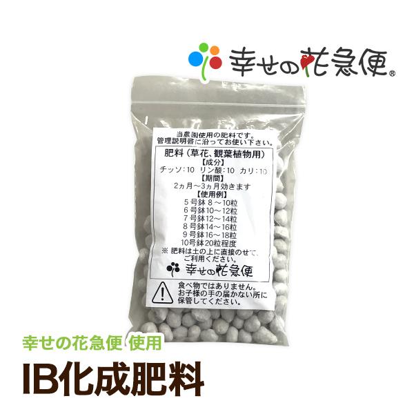 観葉植物 サンスベリア 8号高陶器鉢_12