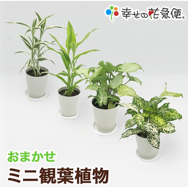 その他観葉植物 3104 観葉植物 寄せ植え(幸福の木)10号角高陶器鉢 高さ約1.4m