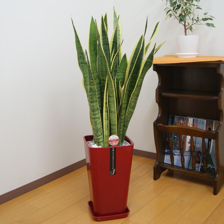 観葉植物 サンスベリア 8号カラーポット : 観葉植物の生産直売 幸せの