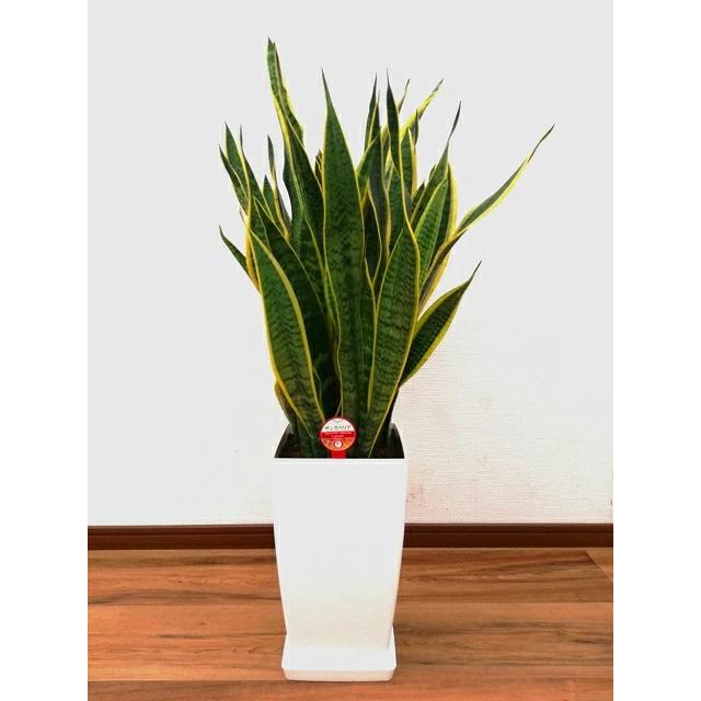 観葉植物 サンスベリア 8号プラスチック鉢-角丸 : 観葉植物の生産直売