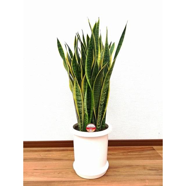 観葉植物 サンスベリア 8号プラスチック鉢-角丸 : 観葉植物の生産直売