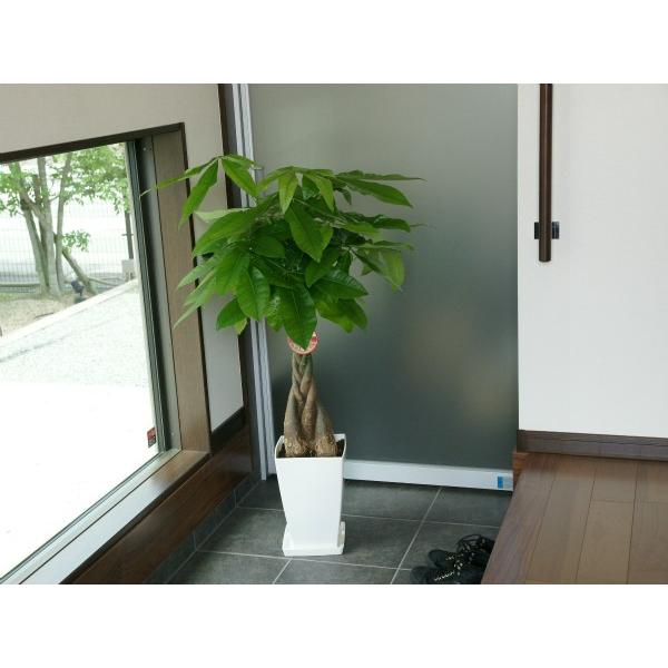 観葉植物 パキラ7号プラスチック鉢 開店祝い 新築祝い : 観葉植物の