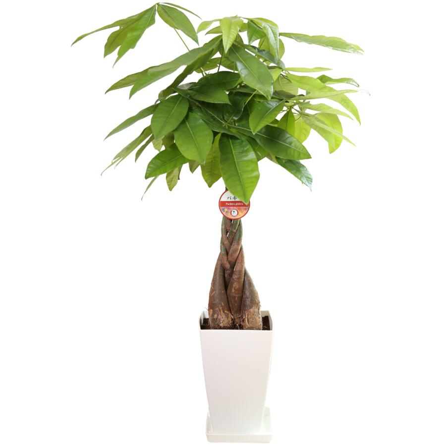 観葉植物 パキラ7号プラスチック鉢 開店祝い 新築祝い : 観葉植物の