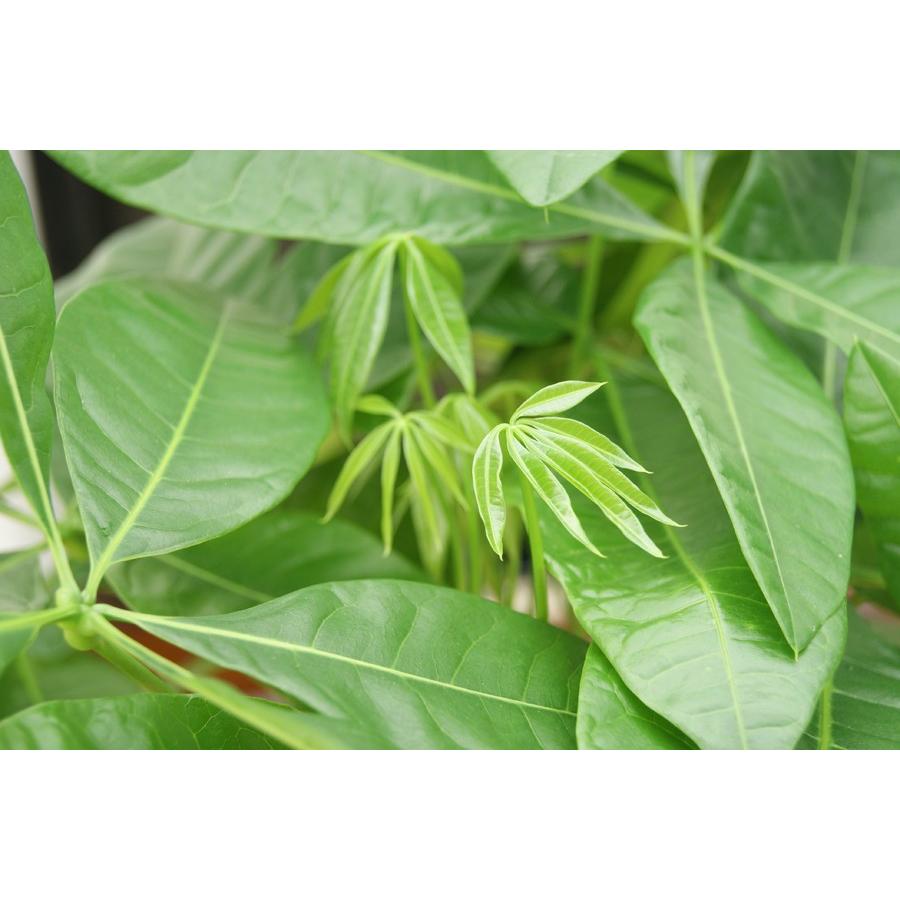 観葉植物 パキラ7号プラスチック鉢(鉢カバー付) 開店祝い 新築祝い
