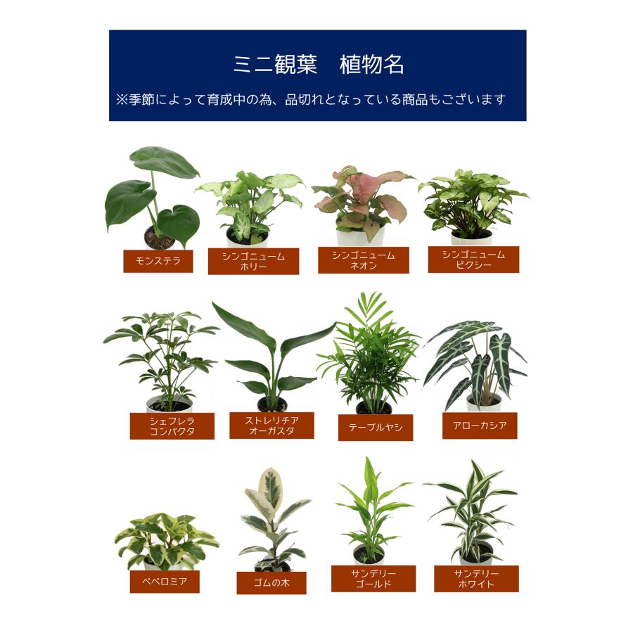 観葉植物 寄せ植え-10号高陶器-角鉢 新築祝い 開店祝い 人気 佐川急便