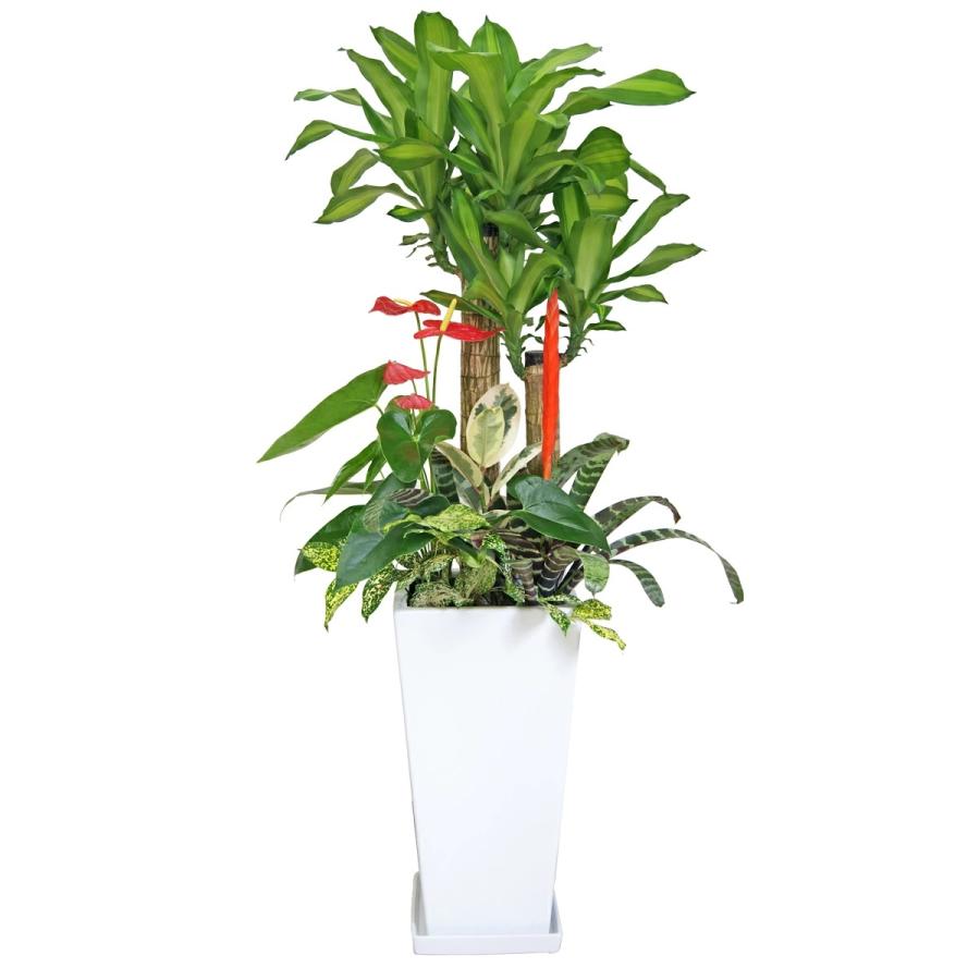 観葉植物 寄せ植え-10号高陶器-角鉢 新築祝い 開店祝い 人気 佐川急便