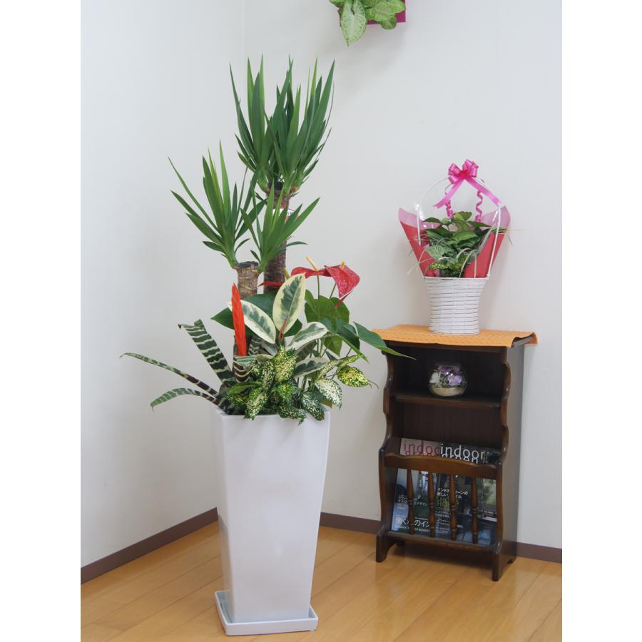 観葉植物 寄せ植え(ユッカ)10号高陶器-角鉢 新築祝い 開店祝い 観葉植物 寄せ植え(ユッカ)10号高陶器-角鉢 新築祝い 開店祝い