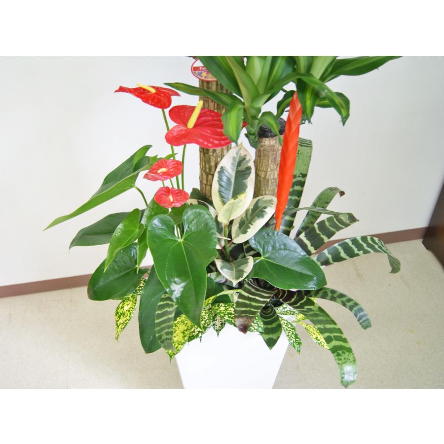 観葉植物 寄せ植え-10号高陶器-角鉢 新築祝い 開店祝い 人気