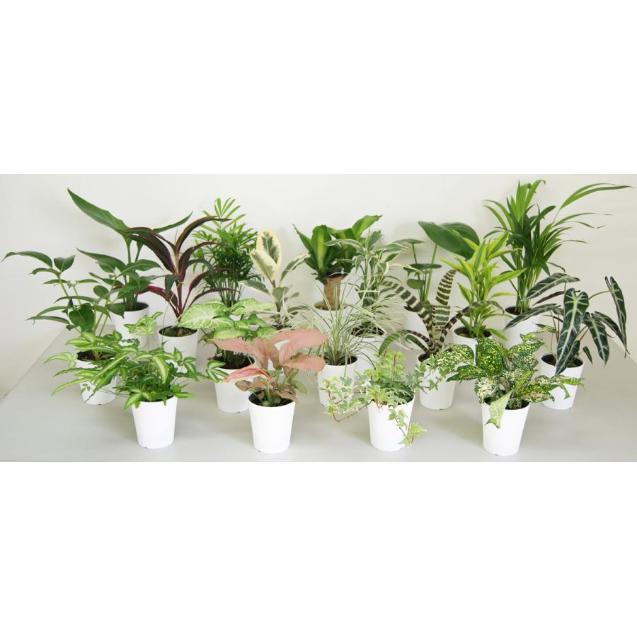観葉植物 寄せ植え-10号角高陶器鉢(紅白アンスリューム入) 新築祝い