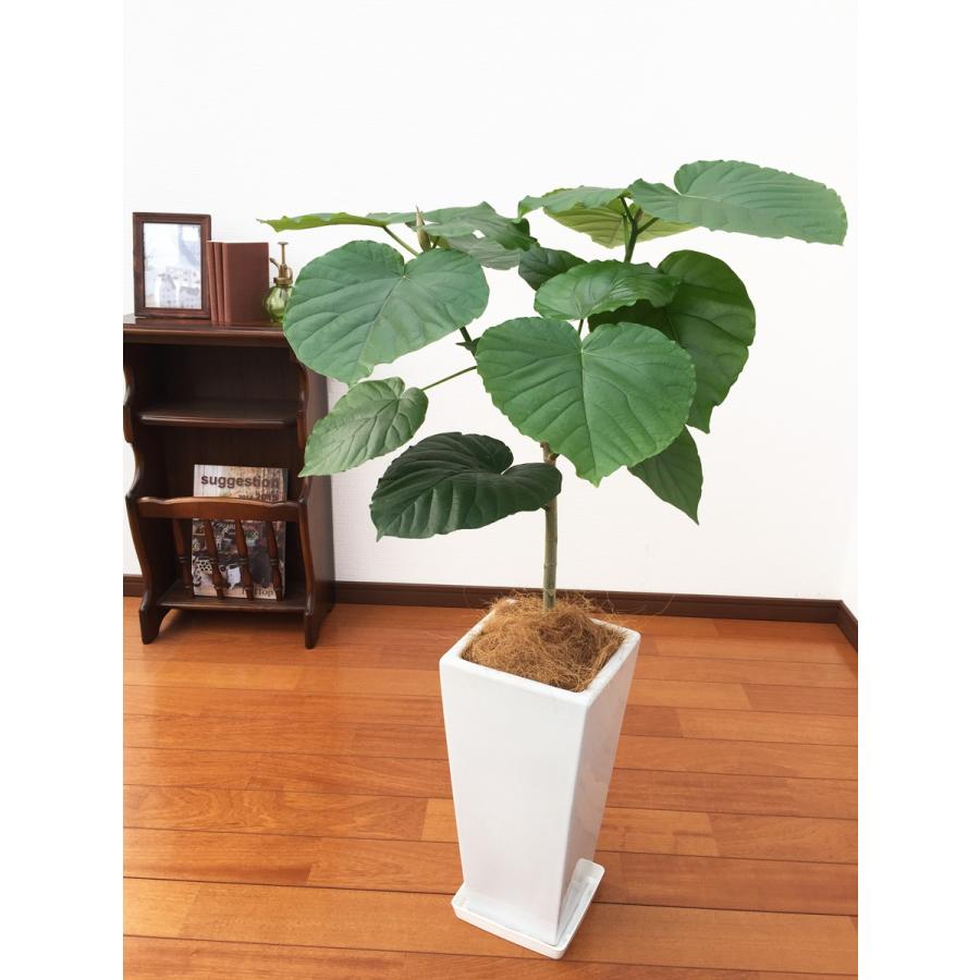 観葉植物 フィカス・ウンベラータ7号角高陶器鉢（白黒） インテリア